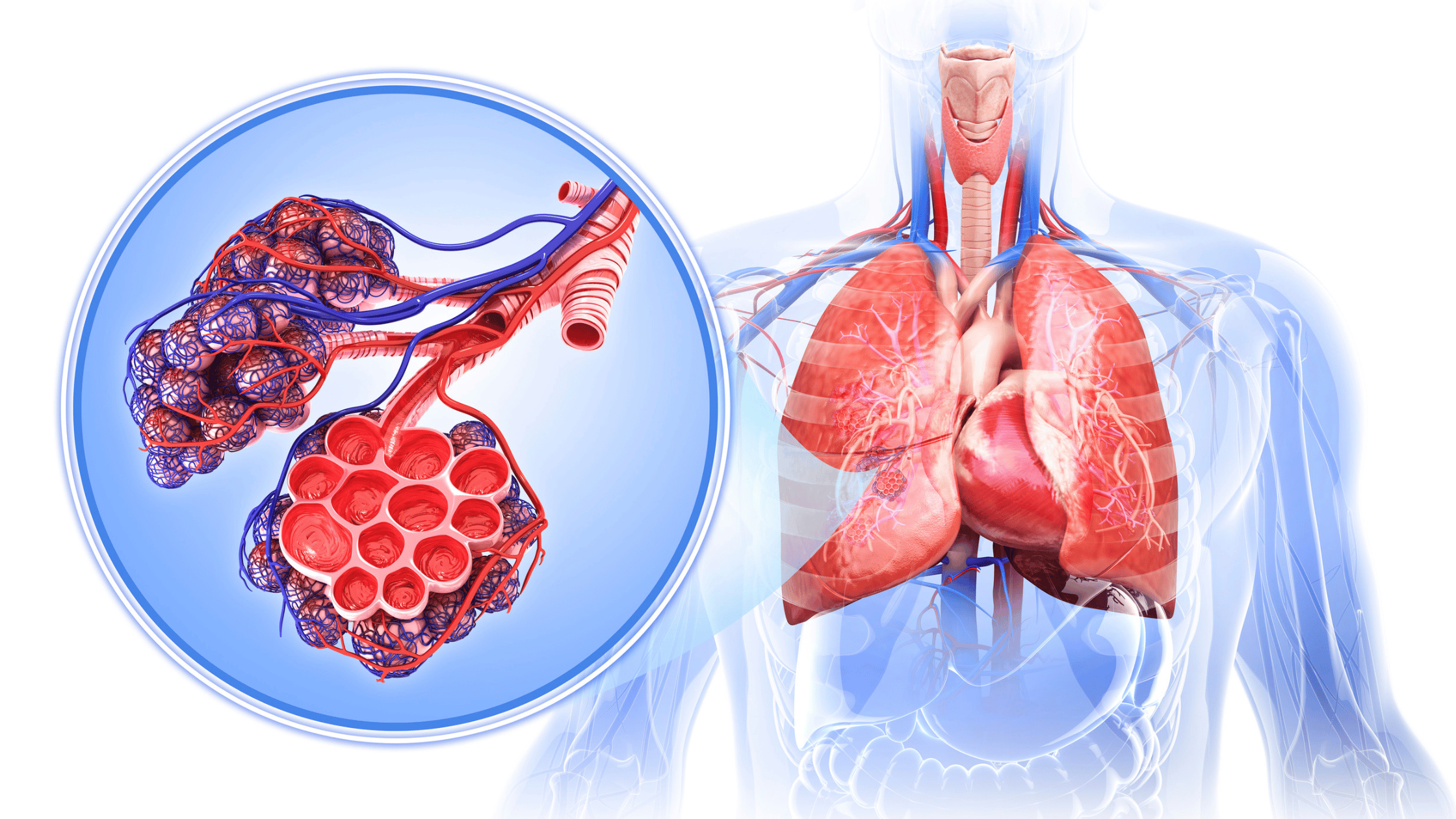 Alveoli Atelectasis nclex review nursing students-1
