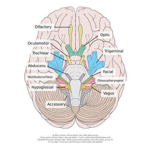 Cranial Nerves