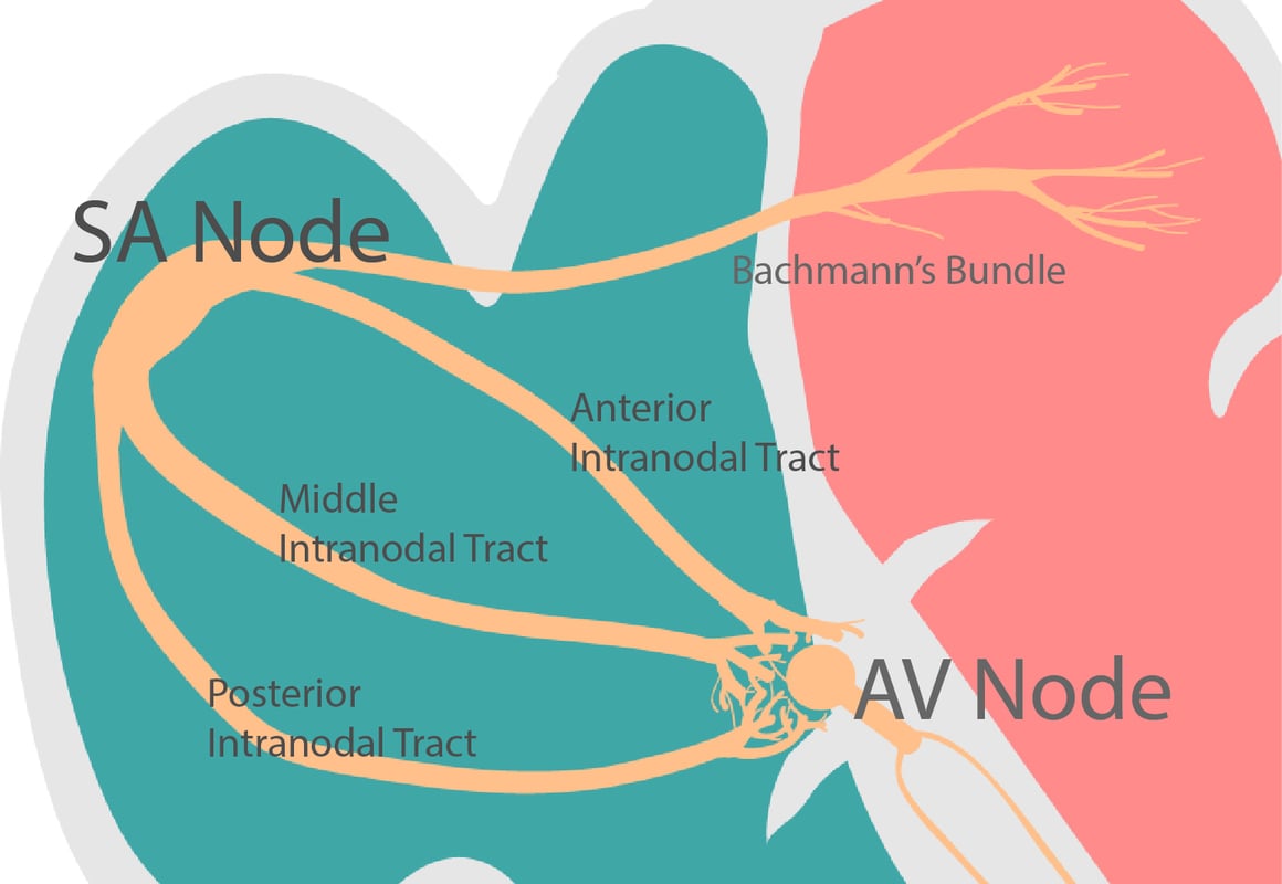 SA Node AV Node Atrial Flutter