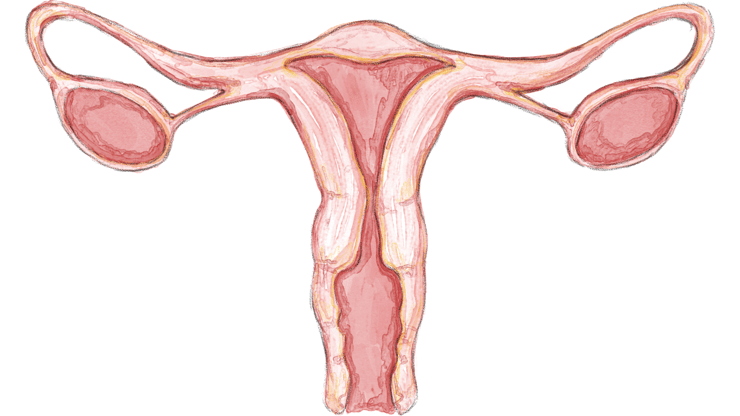 menopause nursing case study