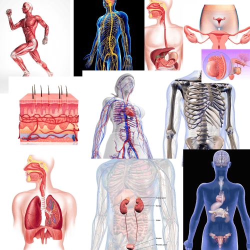 nursing mnemonics